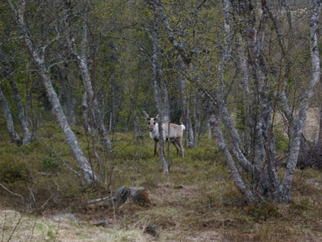 reindeer110605