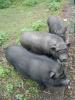 pigs_taxinge050605