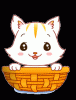 cat basket