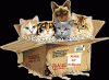 cats in box