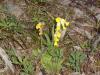 cowslips140505