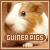 Little Hams: The Guinea Pigs Fanlisting